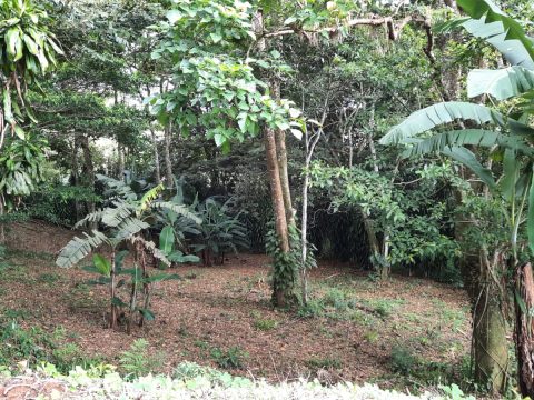 Lote 22 en Villas del Café, Ángeles Sur de San Ramón, foto 4