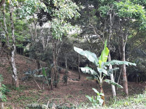 Lote 21 en Villas del Café, Ángeles Sur de San Ramón, foto 10